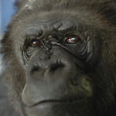 Profile Picture of James Donaldson (@kinakuta_james) on Twitter