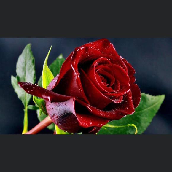 Profile Picture of Lilia Manukyan (@liliamanukyan) on Poshmark