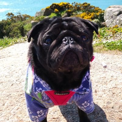 Profile Picture of Tracey Suckling (@@traceysuckling) on Twitter