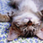 Profile Picture of Rakesh Chauhan (@rakeshwa) on Flickr