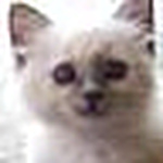 Profile Picture of Amber Keck (@amberdk@verizon.net) on Flickr