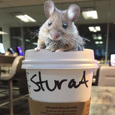 Profile Picture of Stuart Watton Twitter