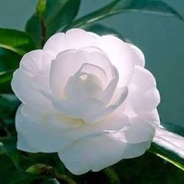 Profile Picture of MIRIAM TOLEDO (@MIRIAMTOLEDO20) on Twitter