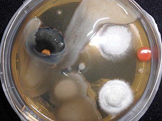 Profile Picture of Sterilization (microbiology)on Wikipedia