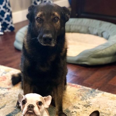 👮🏻♂️🐕MylesMob👮🏻♂️🐕 - Twitter Profile Picture of 👮🏻♂️🐕MylesMob👮🏻♂️🐕 (@CraigmylesMob) on Twitter