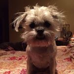 Profile Picture of Shelly Cooke Falleaf (@shellyfalleaf) on Instagram