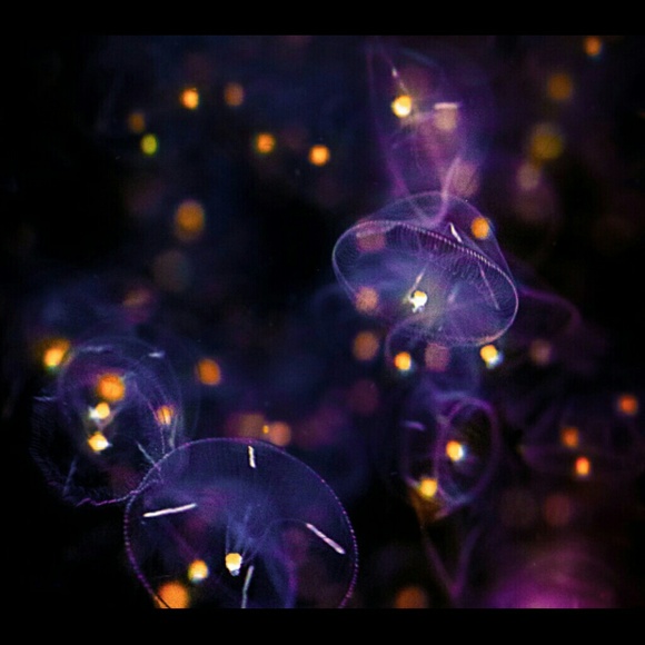 Profile Picture of Tamieshia Carlock (@queencarlock) on Poshmark