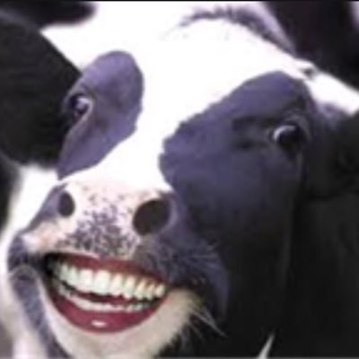 Profile Picture of Oink (@caseydart1) on Twitter