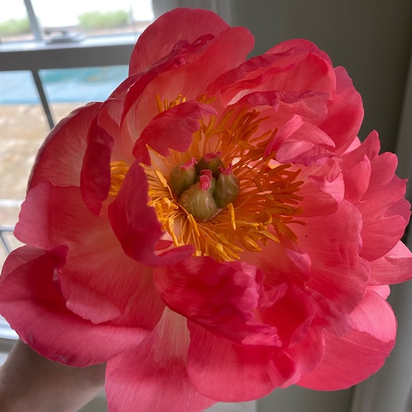 Profile Picture of Kara Haskins (@kara_hshops) on Poshmark