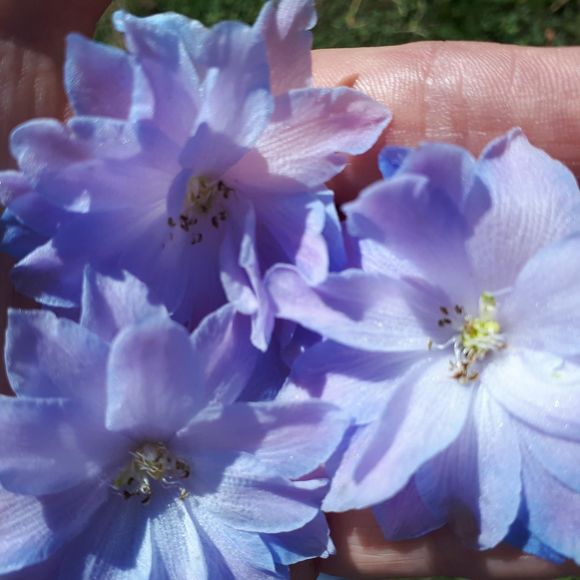 Profile Picture of Cindy Naude (@naudecindy1) on Poshmark