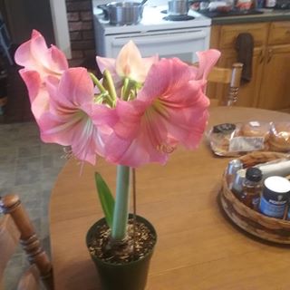 Profile Picture of Nancy Ousterling Buss (@nancy.buss.714) on Facebook