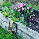 Profile Picture of Rachel Foye (@raych_eco) on Instagram