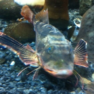 Profile Picture of Sean Weldon (@poobaabeta) on Twitter