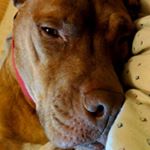 Profile Picture of lyla netschytailo (@lyla_netschytailo) on Instagram