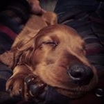 Profile Picture of Arthur Mason (@better_with_our_setter) on Instagram
