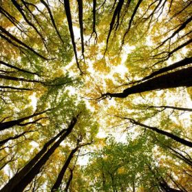 Profile Picture of Luisa Jenni (@luisajenni) on Pinterest