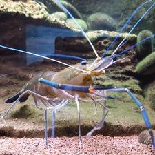 Profile Picture of Albert Lam (@AlbertL1511) on Twitter