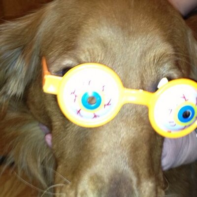 Profile Picture of Sandy Schneider (@gs_schneider) on Twitter