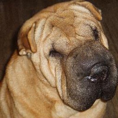 Profile Picture of Oscar Juan 🐱 💙 ( Si No Sabés, Soy Mujer) (@oscarjuan5) on Twitter