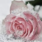 Profile Picture of Lacey Kelley (@lacey.kelley.1088) on Facebook