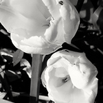 Profile Picture of Robert Macdonald (@robertmacdonald400) on Flickr