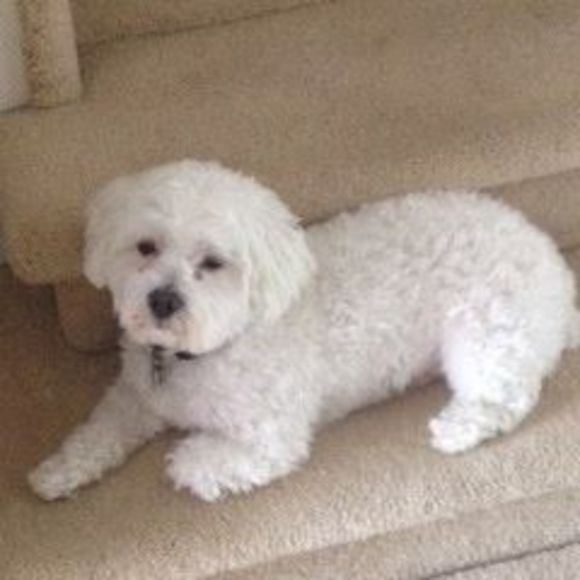 Profile Picture of Barbara Wieting (@armsteeler) on Poshmark