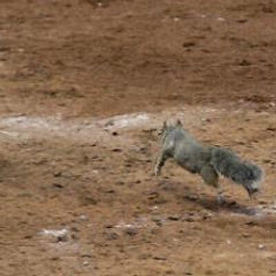 Profile Picture of Gary Cottrell (@Aarontou) on Twitter