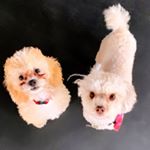 Profile Picture of Bonnie & Billie Lemons 🐩 (@bonnieblueandbillietoo) on Instagram