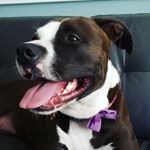 Profile Picture of Maya Petrie (@princess_maya_rescue) on Instagram