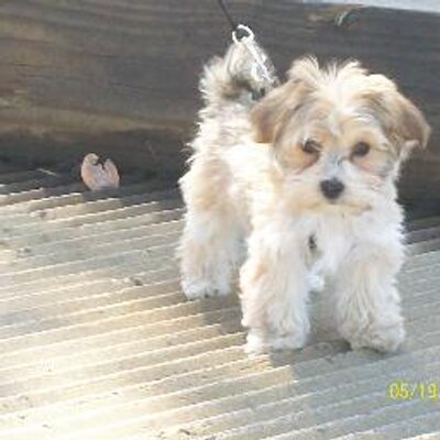 Profile Picture of Chere Carlson (@missedas) on Twitter