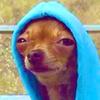 Profile Picture of DOG_BACON (@@dog_bacon) on Tiktok