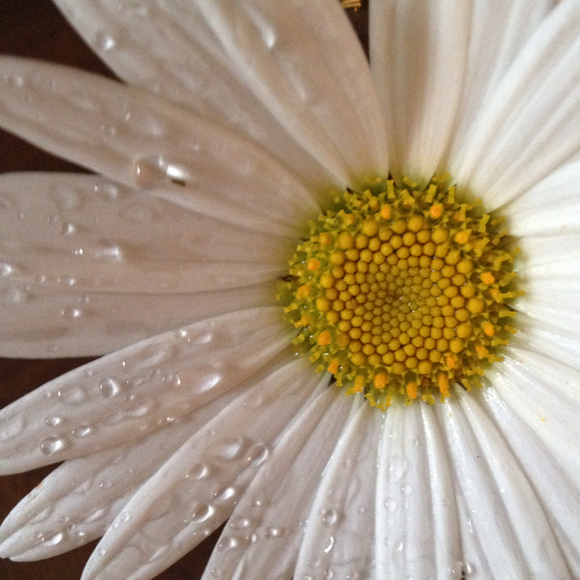 Profile Picture of April Ryan (@roxiwilhelmina) on Poshmark