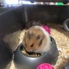 Profile Picture of NANCY ALERT (@@nancythehamster) on Tiktok