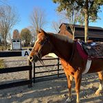 Profile Picture of Julia Justice (@j1_equine) on Instagram