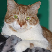 Profile Picture of Steve Tompkins (@squeakerbolt) on Youtube