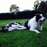 Profile Picture of Akila & Scott (@bordercollie_photos) on Instagram