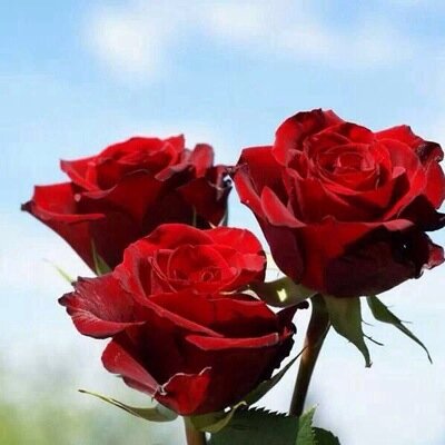 Profile Picture of Abed (@bob140251) on Twitter