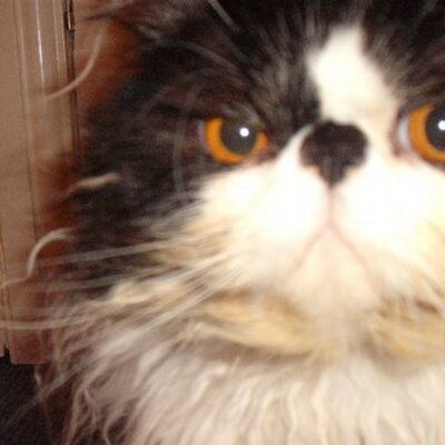 Profile Picture of Matthew Pitt (@YorkyPuds) on Twitter