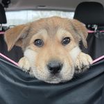 Profile Picture of Lucy (@lucy.loo) on Instagram