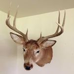 Profile Picture of Bruce Tackman (@brucetackman) on Instagram