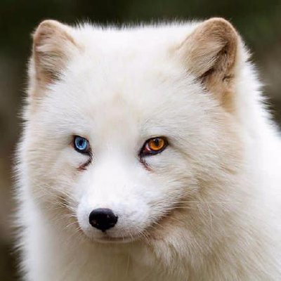 Profile Picture of Murphy (@doris_tori) on Twitter