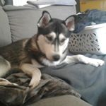 Profile Picture of Justin Kowalzik (@justinkowalzik) on Instagram