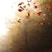 Profile Picture of Amy Crum (@aduck1969) on Pinterest
