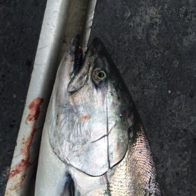 Profile Picture of David Scott (@DTS_Alaska) on Twitter