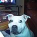 Jan Behrsing - Facebook Profile Picture of Jan Behrsing (@sashastaffie.staffie) on Facebook