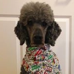 Profile Picture of Lisa (@helperpoodle) on Instagram