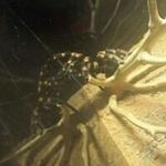 Profile Picture of Hinerangi Isaac (@hinerangiisaac) on Instagram