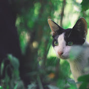 Profile Picture of Sopheap Sok (@sopheapsok990) on Youtube