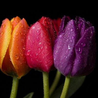 Ahmad Zreik - Twitter Profile Picture of Ahmad Zreik (@jihadhar) on Twitter