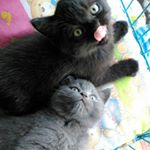 Profile Picture of Becky & Ruby (@beckyruby.cat) on Instagram